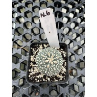 Augustfame - Astrophytum Asteria Superkabuto AL6 超兜 仙人球 cactus succulent