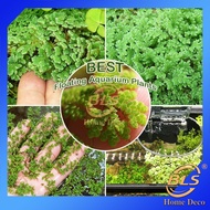 REAL LIVE PLANT AZOLLA SPECIES KIAMBANG FLOATING WATER PLANTS 满江红 PLANT