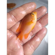 IKAN HIAS AIR LAUT BETOK KUNING