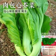 現貨 批發批發　大包心芥菜種子 大葉甜芥菜 腌制酸菜秋冬季四季播蔬菜白菜種子