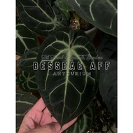 [Anthurium] Besseae Aff Premium Selected Dark Form Seedling Home Plant Rare Plants 贝斯花烛
