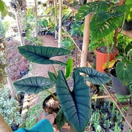 Alocasia Bisma New Stok