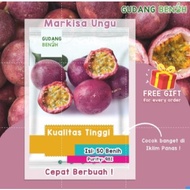Benih Biji Stroberi Korea King Strawberry Jumbo Manis Isi 200 - Bibit Stroberi Putih Isi 200 Biji