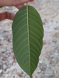 DAUN HERBA warisan melayu