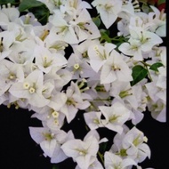 Bougainvillea Cuttings (Assorted)
