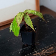 Begonia Wrayi [RARE Plant]