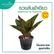 รวยล้นฟ้าเขียว กระถาง 5 นิ้ว Aglaonema ต้นไม้มงคล ต้นไม้ฟอกอากาศ ต้นไม้