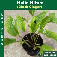 Pokok Halia Hitam Black Ginger Plant Kaempferia Parviflora Pokok Hidup Live Plant Pokok Herba Herbal