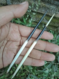 veli bulu duri landak asli