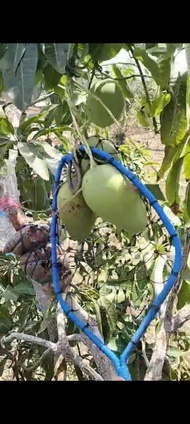 alat petik mangga dan buah apa saja langsung dari produsen