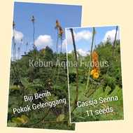 Biji Benih Pokok Gelenggang 20 pcs, Cassia Senna seeds, Daun Gelenggang ubat gatal kulit