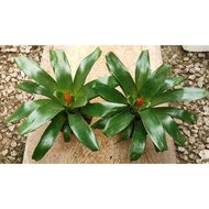 NMS / Bromeliad Vriesea Flare 12cm Pot Size / Live Plant / Fresh Plant