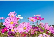 Cosmos Seed (10 per packet) : Package Contain Seeds Only