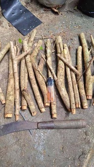 Bahan stek hokiantea import bunga bonsai fresh cutting isi 10 free bonus