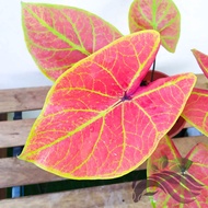 [Live Plant] Caladium bicolor ‘New Wave’ 140mm by LS Group