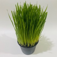 Wheatgrass For Pets Ready To Eat