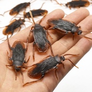 Fake Cockroaches, Centipede, Spider Toy For Cats And Pets