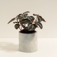 黑葉冷水花│泥作系列│福所栽