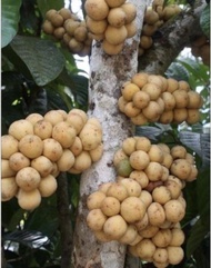 Anak Pokok dokong madu thai hybrid buah sedap - KWY