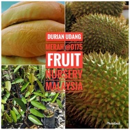 Benih durian udang merah @D175 S size-Fruit Nursery Malaysia