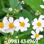 Cây Xuyến Chi (Cứt Lợn) Khô sp5 Hàng đã sao vàng