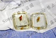 無尾鳳蝶蛹殼標本、獨角仙標本