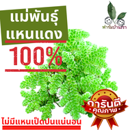 แหนแดง แหนแดงเกษตร พันธุ์กรมวิชาการเกษตร (Azolla Microphyla) พืชน้ำมหัศจรรย์ แหนแดงสด ไมโครฟิลล่า ( 