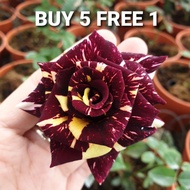 Pokok Rose，buy 5 free 1 small pot rose，bunga besar tahan panas，senang jaga，east Malaysia tak ship