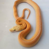 Phantom Golden Child Tiger Albino Retic