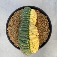 多聞柱錦 | 仙人掌科 | 多肉 仙人掌 | Echinopsis pachanoi