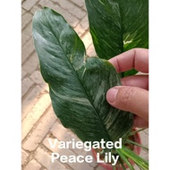 Indoor Plant - Variegated Peace Lily