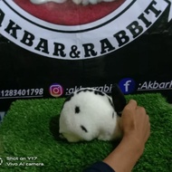 kelinci mini rex pure