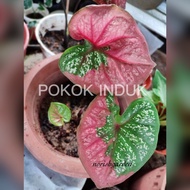 Keladi/caladium Cat Tumpah