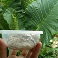 UMPAN PANCING KUCUR Ikan baung,lele,tawes,bawal,patin 100 gr/ bisa cod - Putih, 100 gr