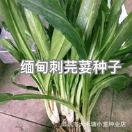 Burmese Coriander Coriander Coriander Seeds Yunnan Mountain Wild Coriander Vegetables Vegetables Fou