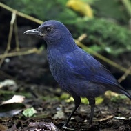 BURUNG CIUNG BATU BAHAN PILIHAN