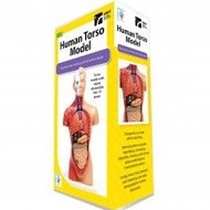 Human Torso Anatomy Model