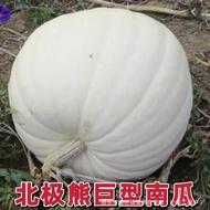 Polar Bear Pumpkin Seed Big Pumpkin Space Pumpkin Four Seasons Nest Melon Multi-Seed Production Seed