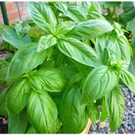 Biji benih Italian basil/ sweet basil/ genovese seeds 1 gram