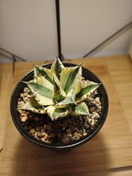 暴芽 龍舌蘭 植物 嚴龍 Agave Plant 塊根 多肉