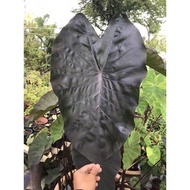 AB Nursery - Colocasia Pink Gold Coral