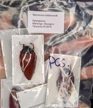 【天牛執事】【昆蟲標本】吉丁2 Sternocera hildebrandti