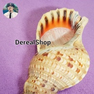 cangkang kerang triton 38cm Jumbo giant shell