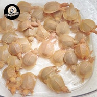 Bulus labi labi albino termurah untuk fangsheng