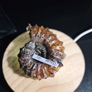 AMMONITE MADAGASCAR HQ ORIGINAL