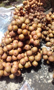 #buah jernang asli jernang merah #laleurlanang