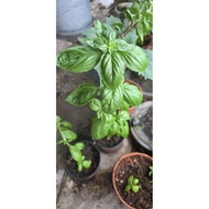 Pokok Sweet Basil / Selasih Itali Hidup | Pokok Herba Segar | Basil Plant