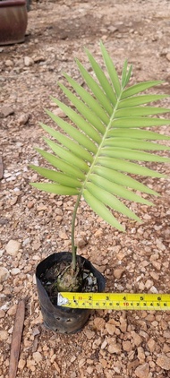 Dioon Spinulosum