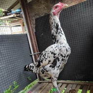 Ayam betina Birma Mangon muda