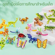 【Clitomk】จิ๊กซอว์ 3 มิติ (ชุด 30 ชิ้น) จิ๊กซอว์เด็ก จิ๊กซอว์ 3d จิ๊กซอว์กระดาษ จิ๊กซอว์กระดาษ 3d ของ